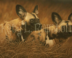 African Wild Dogs